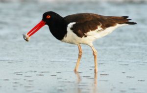 American Oystercatcher by N.Kontonicolas