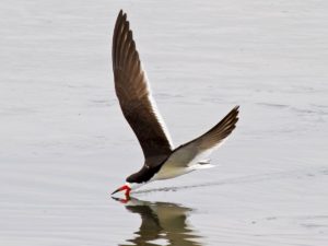 Black Skimmer by Dave Woeller